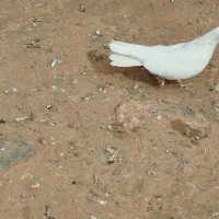 حدوداً 20تا هستش رو هم جفتی 450|پرنده|اهر, |دیوار