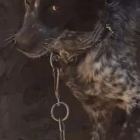 سگ قدرجون مخصوص نگهبان وگله