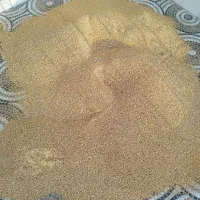 گندم سه خوش