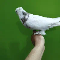 طوطی بریزیلی رنگ خاص مولد و کبوترهای زینتی خاص|پرنده|اصفهان, کوی ولی عصر|دیوار