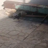 دو عدد مینا دستی|پرنده|مشهد, آبکوه|دیوار