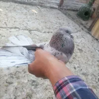 کفتر پرشی. بوربوری. پیس خال سرور. کلدار|پرنده|قم, علی آباد سعدگان|دیوار