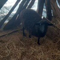 فروش گوسفند و بز|حیوانات مزرعه|کلاچای, |دیوار