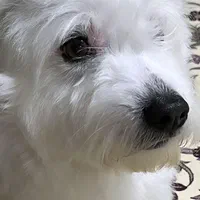 فروش سگ شیتزو فوری فوری|سگ|پرند, فاز ۴|دیوار