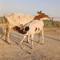 گاو با گوساله ماده بزرگ ۱۰کیلو شیر شادگان|حیوانات مزرعه|آبادان, |دیوار