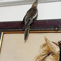 عروس هلندی نر|پرنده|قم, یزدانشهر|دیوار