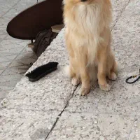 سگ پامر