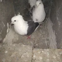 پلنگ شو سیاه|پرنده|سیلاخور, |دیوار