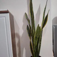 گل سانسوریا