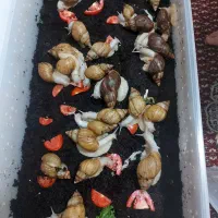 حلزون سوپر مولد آلبینو