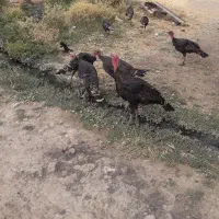 بوقلمون