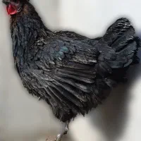 مرغ محلی کاکلی و مرغ محلی تزیینی