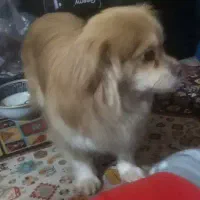 پامر نر برا جفت گیری