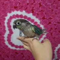 گرینچیک تراکوییس  معاوضه با ملنگو دستی