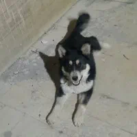 سگ نژاد ژرمن هاسکی