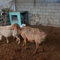 میش زاییده فروشی