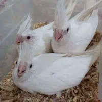 جفت مولد عروس هلندی،ملنگو،گرینچیک