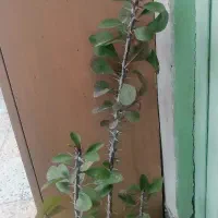 گل های مقاوم