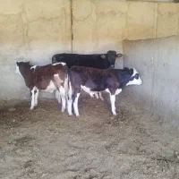 گوساله نر سیمینتال