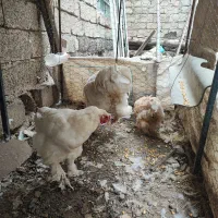 مرغ و خروس برهما