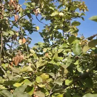 زمین ۳۷۰۰متر برجاده تبریز شبستر ویلایی تجاری صنعتی|فروش زمین و ملک کلنگی|شبستر, |دیوار
