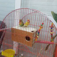 طوطی برزیلی