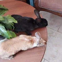 حیوان خرگوش