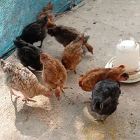 جوجه محلی،جوجه برهما ، خروس ،غاز درشت پاک کرده