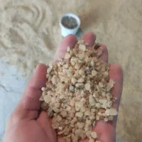 خریدار سقز هستم