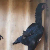 خروس و مرغ لاری اوشامو وارداتی المانی|حیوانات مزرعه|مینودشت, |دیوار