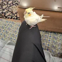 عروس هلندی|حیوانات|قم, چهل درخت‎|دیوار