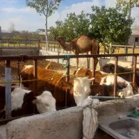 گوساله‌ی ثمینتال وهلشتاین