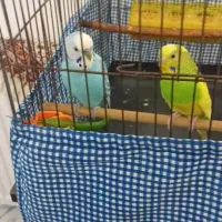 مرغ عشق جفت|پرنده|رشت, دیلمان|دیوار