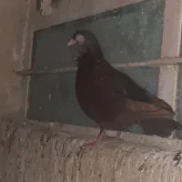 کبوتر سوسنی شهر دیر