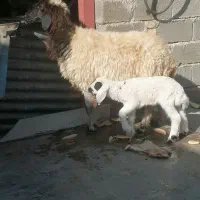 میش با بره نر داشتی