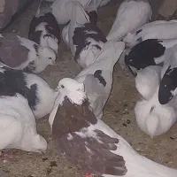 باسلام واگذاری کبوتر