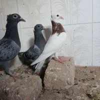 وسایل شخصی