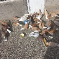 دم سفید|پرنده|تربتحیدریه, فردوسی جنوبی|دیوار