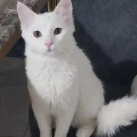 گربه خانگی