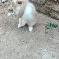 خرجوش لوپ