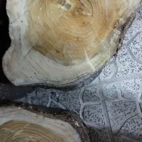 چوب رگ ریز درخت توت