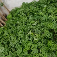 گل پتوس شاداب و سالم|گل و گیاه طبیعی|قم, گلزار|دیوار