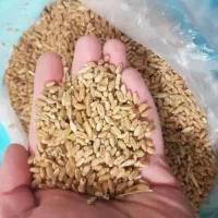 فروش گندم و جو