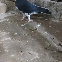 کفتر شهری چپ سیاه دم تخت