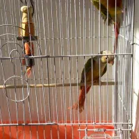 یک جفت  گرینچیک نر و ماده|پرنده|کرج, کوی امامیه|دیوار