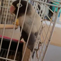 کوتوله برزیلی خوش رنگ