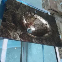 روشویی|مصالح و تجهیزات ساختمان|پردیس, شهرک صنعتی کمرد|دیوار