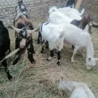 تکه پاکستانی اصل