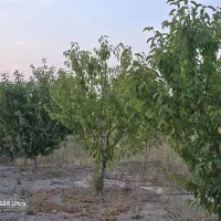یک قطعه باغ به متراژ ۱۳۲۰ متر با سند تک برگ|فروش زمین و ملک کلنگی|شیراز, شاه قلی بیگی|دیوار