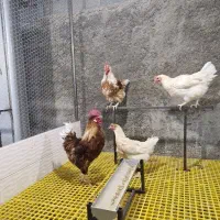 مرغ های تخم گذار خوب برای حیاط یا باغچه شما